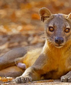 Fossa Animal Paint By Number