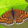 Fritillary Butterfly Paint By Number