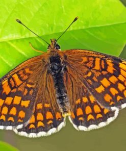 Fritillary Butterfly Paint By Number