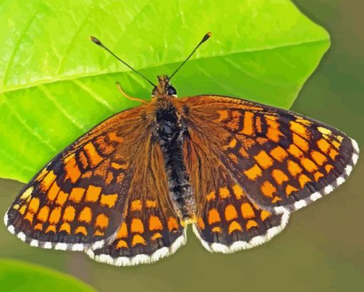 Fritillary Butterfly Paint By Number