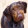 German Wirehaired Dog Paint By Number