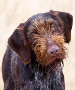 German Wirehaired Dog Paint By Number