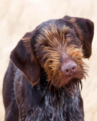 German Wirehaired Dog Paint By Number