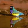 Gouldian Finch Birds Paint By Numbers