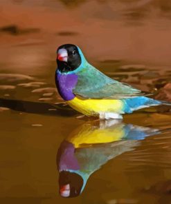 Gouldian Finch Birds Paint By Numbers