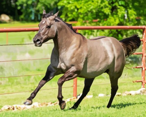 Grullo Horse Paint By Numbers