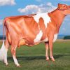 Guernsey Cow Painting By Number