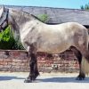 Highland Pony Horse Paint By Number