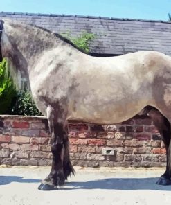 Highland Pony Horse Paint By Number