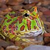 Argentine Horned Frog Paint By Numbers