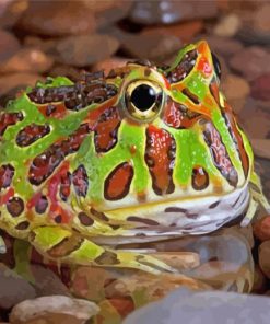 Argentine Horned Frog Paint By Numbers