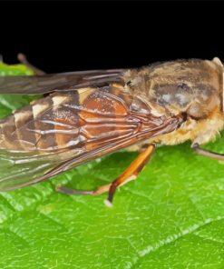 Horse Fly Insect Paint By Number