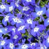 Purple Lobelia Paint By Numbers