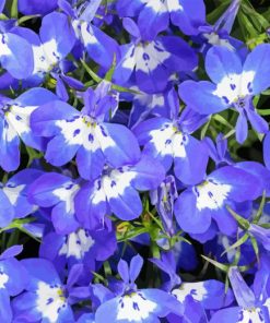 Purple Lobelia Paint By Numbers