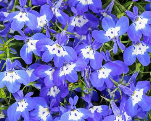 Purple Lobelia Paint By Numbers