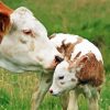 Mother And Baby Cow Paint By Numbers