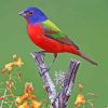 Painted Bunting On Branch Paint By Number