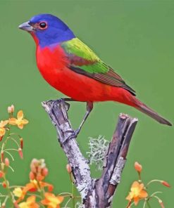 Painted Bunting On Branch Paint By Number