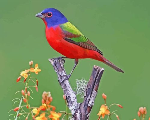 Painted Bunting On Branch Paint By Number