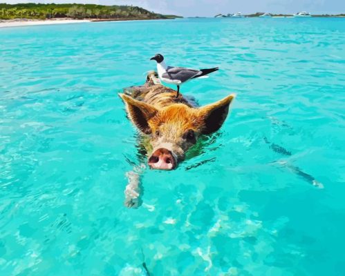 Pig In The Beach Paint By Number