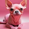 Pink Chihuahua Dog Paint By Numbers