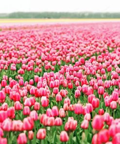 Pink Flowers Field Paint By Numbers