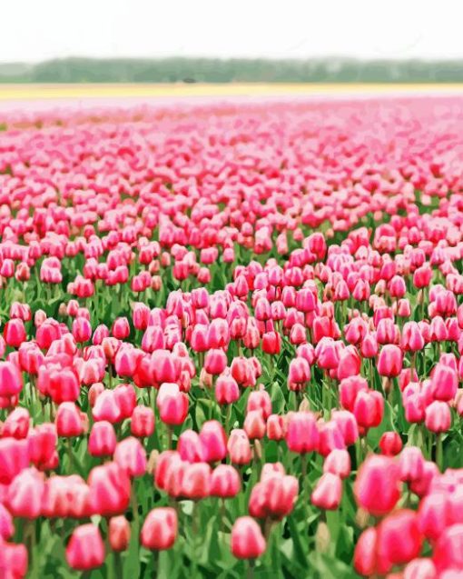 Pink Flowers Field Paint By Numbers