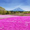 Pink Field Paint By Number