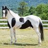 Pinto Horse Animal Paint By Numbers