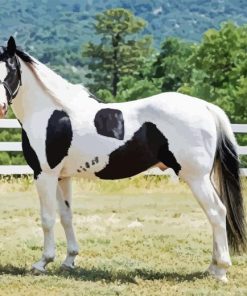 Pinto Horse Animal Paint By Numbers