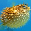 Puffer Fish Underwater Paint By Numbers