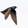 Purple Martin Flying Paint By Numbers