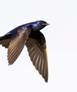 Purple Martin Flying Paint By Numbers