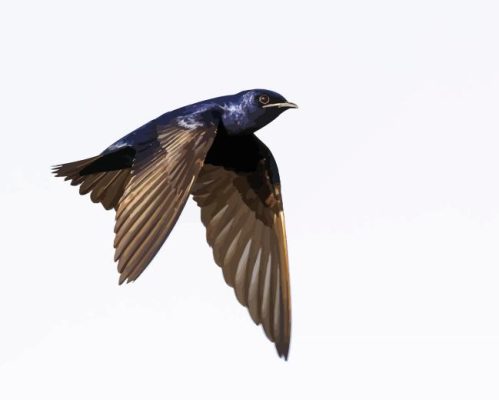 Purple Martin Flying Paint By Numbers