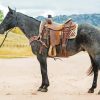 Ranch Horse Paint By Numbers