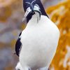 Razorbill Bird Paint By Number