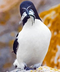 Razorbill Bird Paint By Number