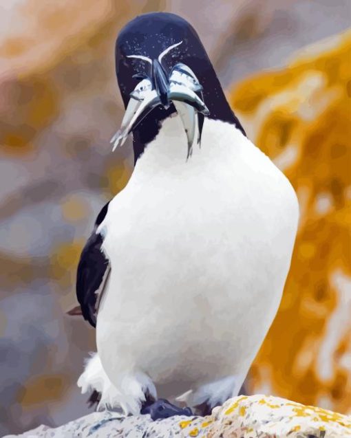 Razorbill Bird Paint By Number