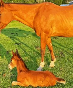 Horse With Foal Paint By Numbers