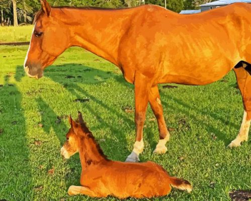 Horse With Foal Paint By Numbers