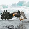 Sea Eagle Catching Fish Paint By Numbers