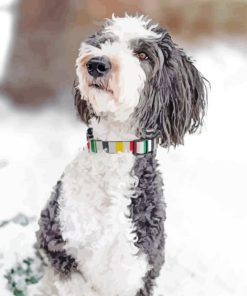 Sheepadoodle In Snow Painting By Numbers