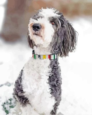 Sheepadoodle In Snow Painting By Numbers