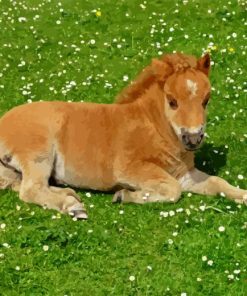 Shetland Pony Paint By Numbers