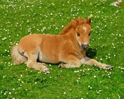 Shetland Pony Paint By Numbers