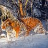 Siberian Tiger In Snow Paint By Number