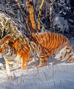 Siberian Tiger In Snow Paint By Number