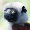 Close Up Sifaka Paint By Numbers