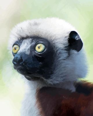 Close Up Sifaka Paint By Numbers