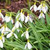 Snowdrops Flower Paint By Numbers